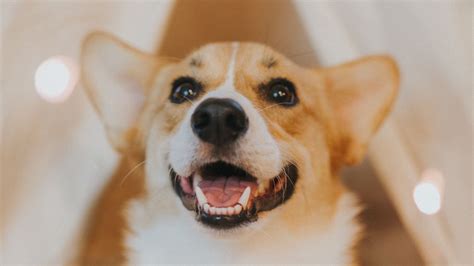 Download wallpaper 1920x1080 dog, glance, pet, cute, animal full hd ...