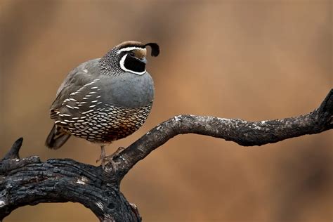 Quail Predators 的图像结果