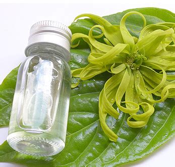 Natural Essential Oils – Online Pure Natural Essential Oils Suppliers ...