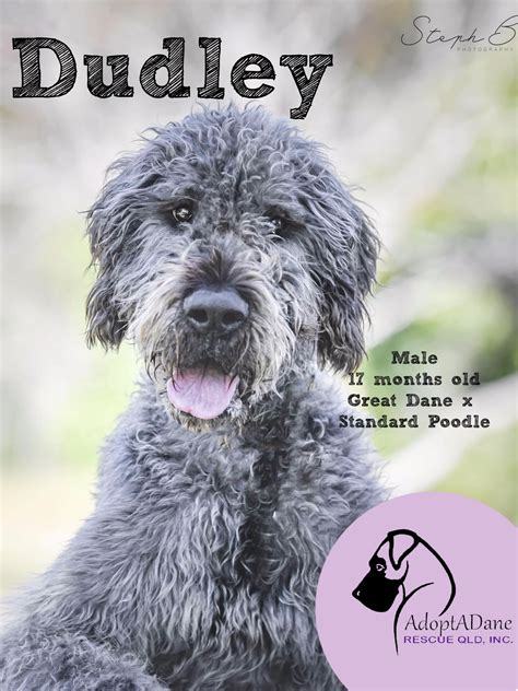 Great Dane Poodle