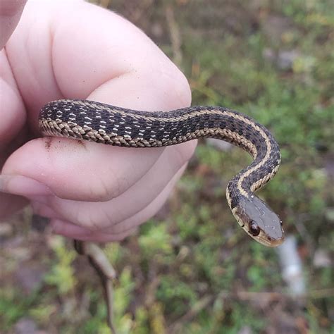 Baby Eastern Garter Snake
