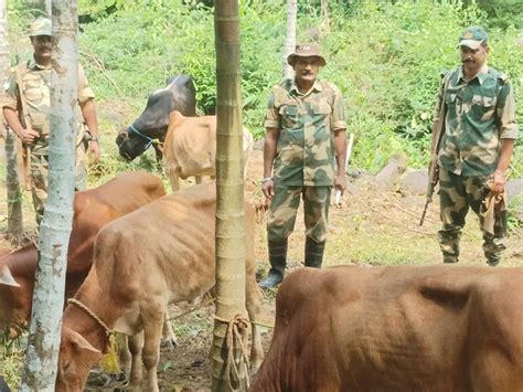 Meghalaya: BSF foils cattle smuggling bid on international border