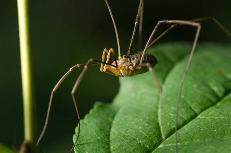 Are Daddy Long Legs Poisonous? The truth About Their Venom | Better Homes and Gardens