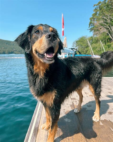 The Golden Mountain Dog: The Ultimate Guide (2026 Update)