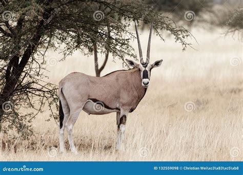 East African Oryx Oryx Beisa Stock Photo - Image of national, endemic ...