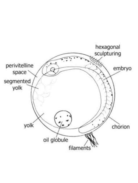 diagram of mature eggs of a catfish - Brainly.in