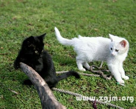 夢見白貓和黑貓_周公解夢_周公解夢大全