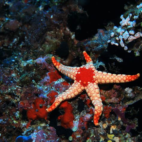 What Do Starfish Eat?