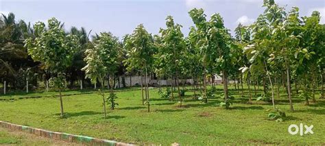 Low budget Teak trees farm land for sale in kinathukadavu - Lands ...