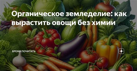 Органическое земледелие: как вырастить овощи без химии | Время почитать ...