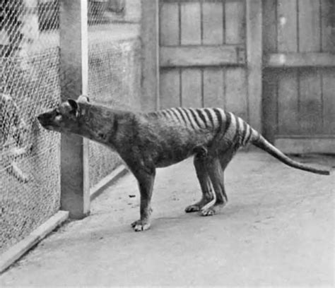 Tasmanian Tiger Facts | Sightings | Still Alive | Exist