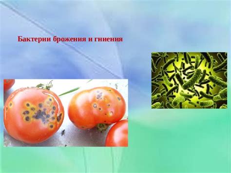 Презентация БАКТЕРИИ