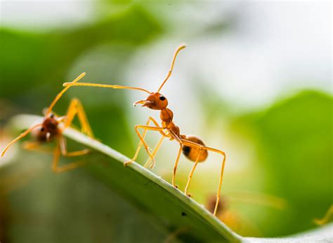 Do Sugar Ants Bite? | Candor Pest Control