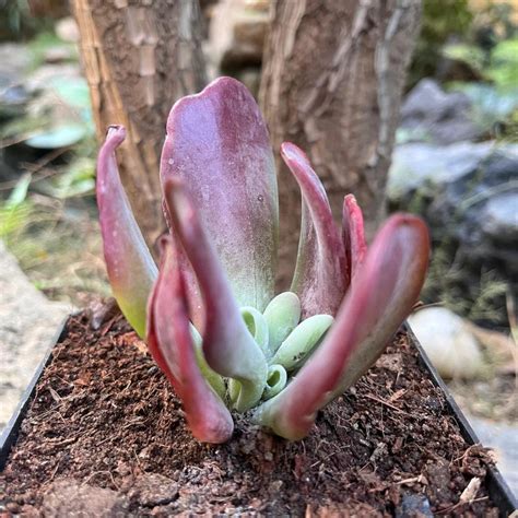 Kalanchoe Thyrsiflora Monstruosa Succulent Plant