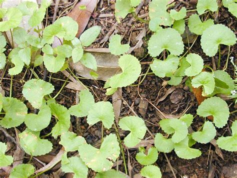 Centella Asiatica Plant Manufacturer, Supplier from Salem