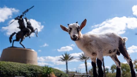S'mores, the Florida State celebrity goat