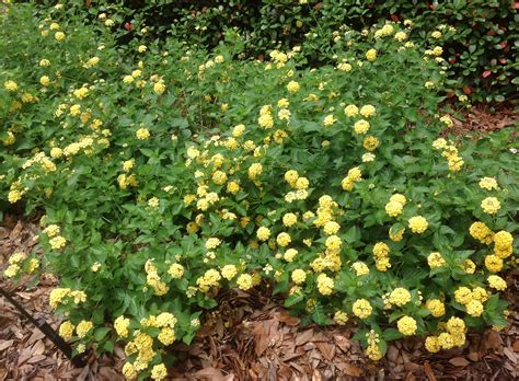 Why Are My Lantana Leaves Turning Yellow at Doreen Castro blog