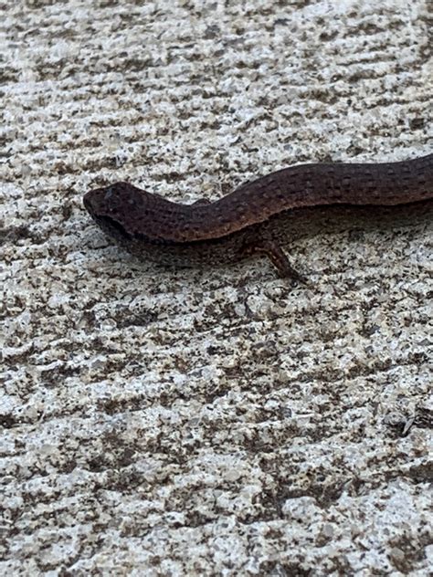 Anepischetosia maccoyi (Lucas & Frost, 1894)