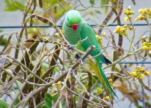 Parrot birds poster, Birds poster , POSTER, ANIMALS Poster for Wall ...