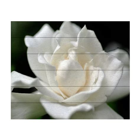 Trademark Fine Art Kurt Shaffer 'Lovely Gardenia' Wood Slat Art - Size ...
