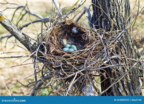 Nest Of Crow
