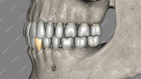 Premium Photo | The mandibular canine is the tooth located distally ...