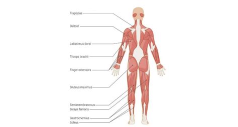 Back 的图像结果