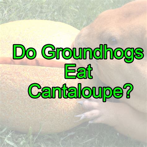 Do Groundhogs Eat Cantaloupe? – Outlife Expert