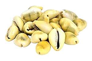 Buy A & S VENTURES Lakshmi Peeli/Yellow Kawri Kodi Peeli Cowrie Sea ...