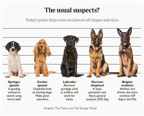 Belgian Malinois Vs German Shepherd Size Dutch Shepherd Dog Vs Belgian