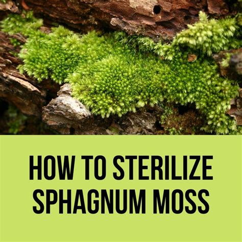 How To Sterilize Sphagnum Moss? Easy Answer (2023) – Gardening For You