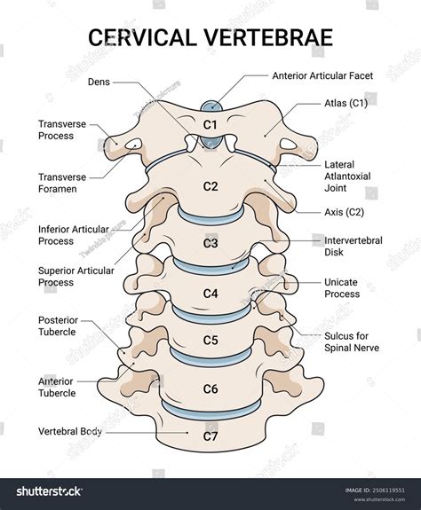 Anatomical Structure Cervical Vertebrae Stock Vector (Royalty Free ...