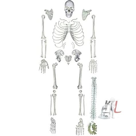 Human Skeleton Disarticulated with Intervertebral Discs – laboratorydeal