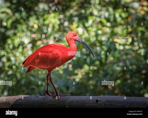 Eudocimus Ruber High Resolution Stock Photography and Images - Alamy