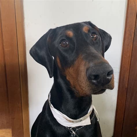 OTOHEMATOMA on floppy ears - Suggestions? | Doberman Forum : Doberman ...
