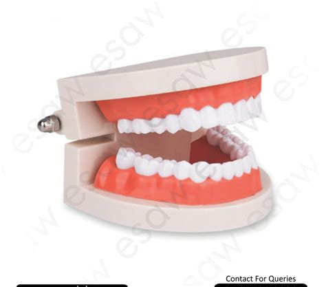 Life-Size Dental Care Model (28 Teeth) – Realistic Jaw & Teeth Tea