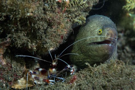 Predators Of Eels