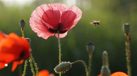 Photo Bees Insects Red Pink color Poppies Flowers 1920x1080
