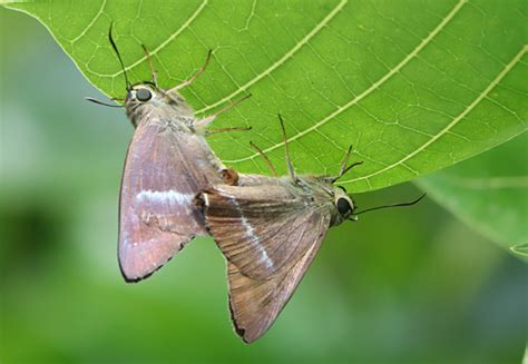 Hasora chromus chromus | Butterfly