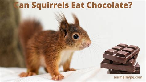Can Squirrels Eat Chocolate? - Animal Hype