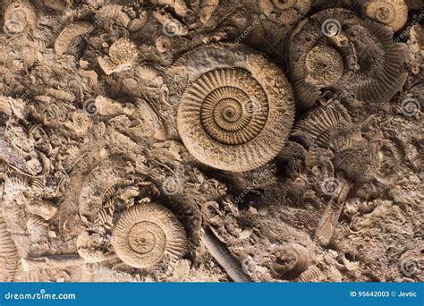 Fossils in rock stock image. Image of ground, archeology - 95642003