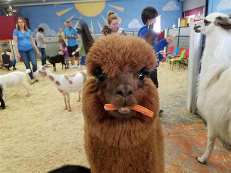 Debbie Dolittle's | Indoor Petting Zoo