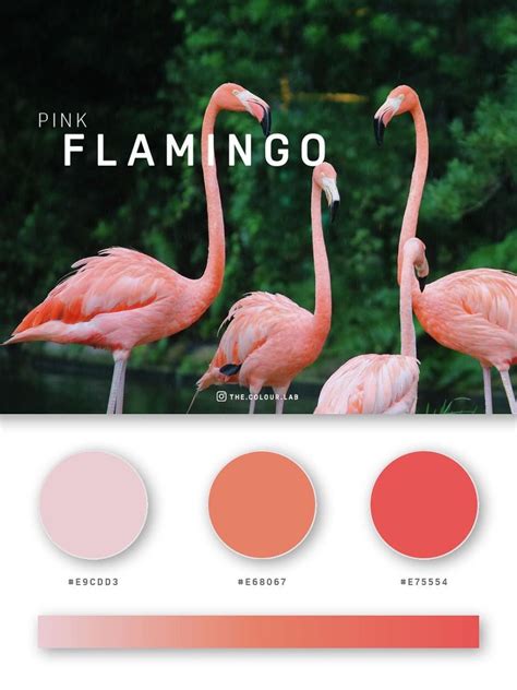 Pink Flamingo - 49 Beautiful Color Palettes For Your Next Design ...