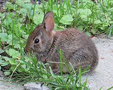 Image result for Baby Browes Bunnies