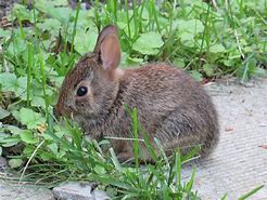 Image result for Pictures of Wild Baby Rabbits