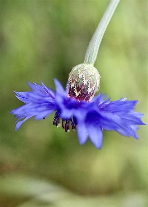 Photography in Nature 的图像结果
