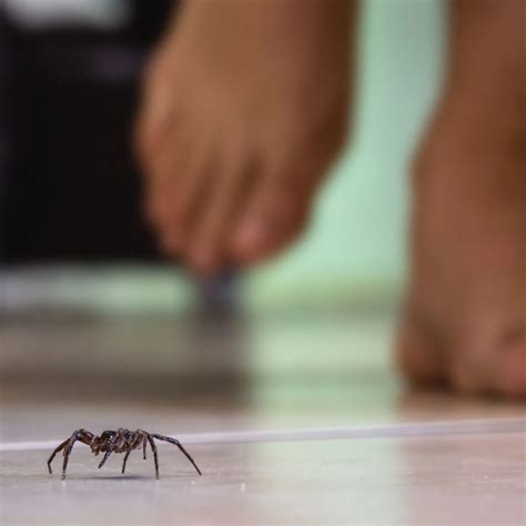 Spiritual Meaning Of Spiders In The Bible - Bible Wings