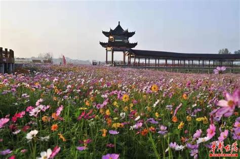 常德桃源枫林花海景区成功挂牌 国家4A级景区 - 湖南印象 - 全域旅游 有范湖南 - 华声在线专题