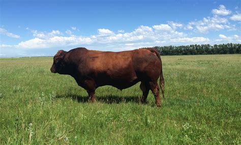 high limit 101z,In recent years