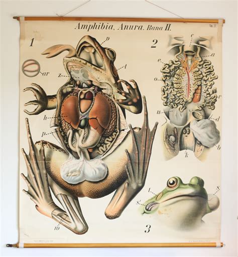 frog scientific illustration